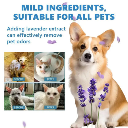 Steamed dog brush with essential oil Electric Spray Cat Hair Brush 3 in1 Dog Steamer Brush for Massage Pet Grooming Removing